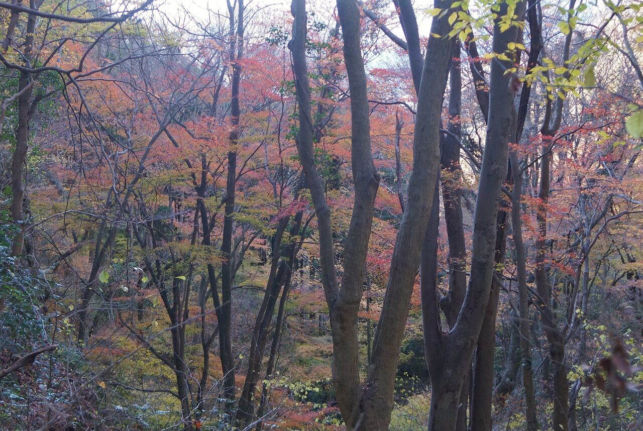 19年12月04日 バテバテ山日記