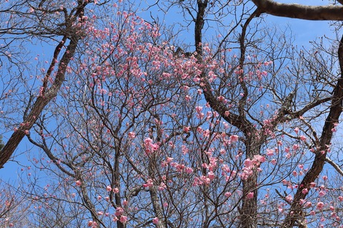 IMG_0501