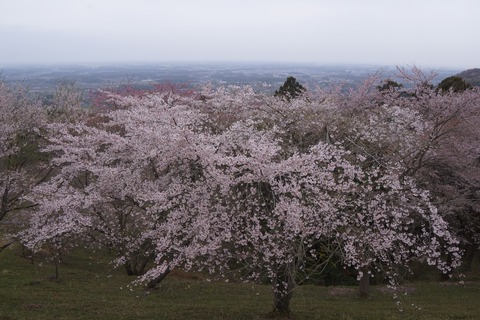 DSC00633