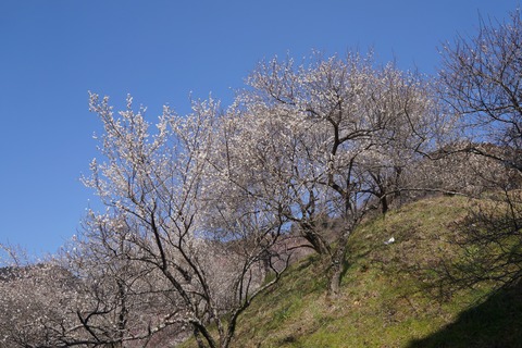 DSC00078
