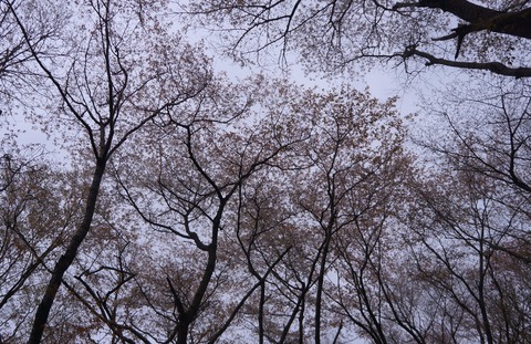 DSC00619