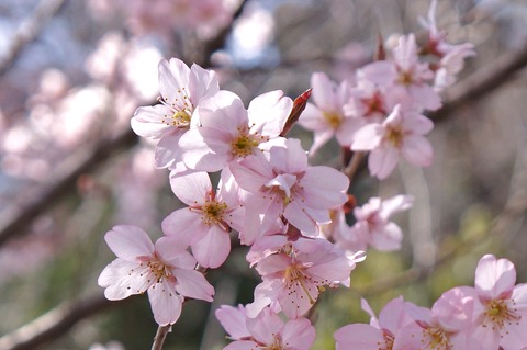 DSC03880啓翁桜