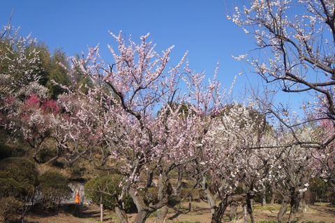 DSC09946