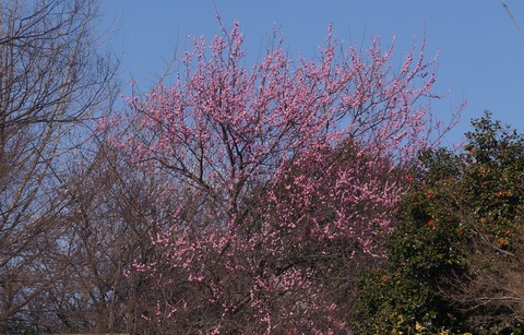 DSC00296