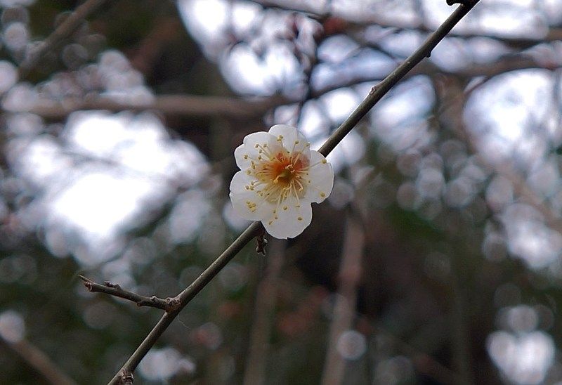 イメージ 9