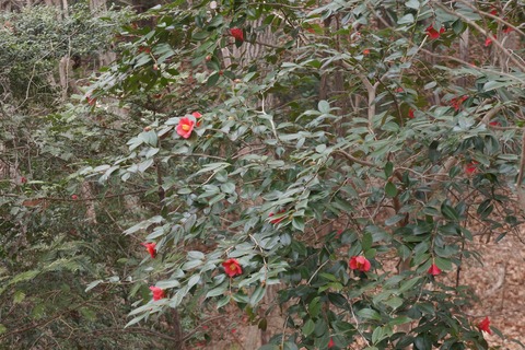 DSC00302