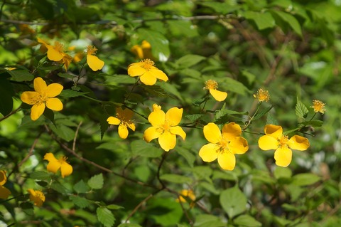 DSC07025