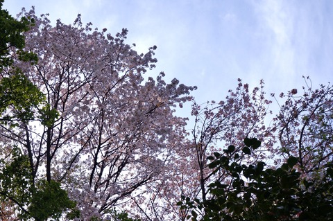 DSC01016