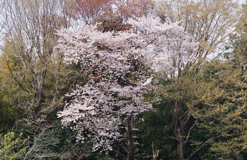 イメージ 18
