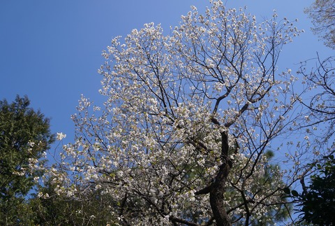 DSC06919