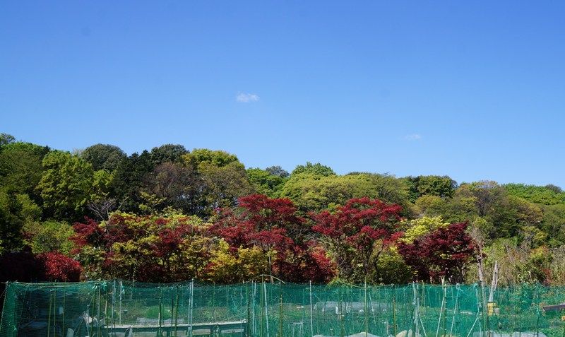 イメージ 15