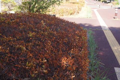 DSC02321