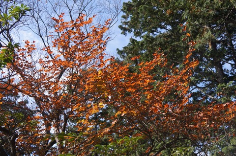 DSC08054