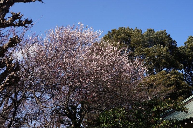 イメージ 10
