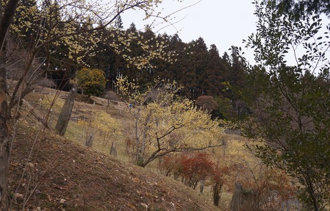 DSC00278