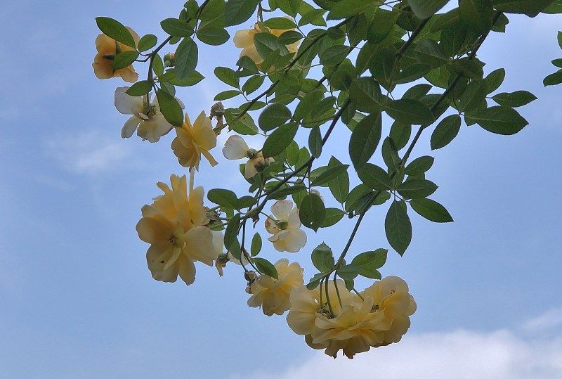 イメージ 13