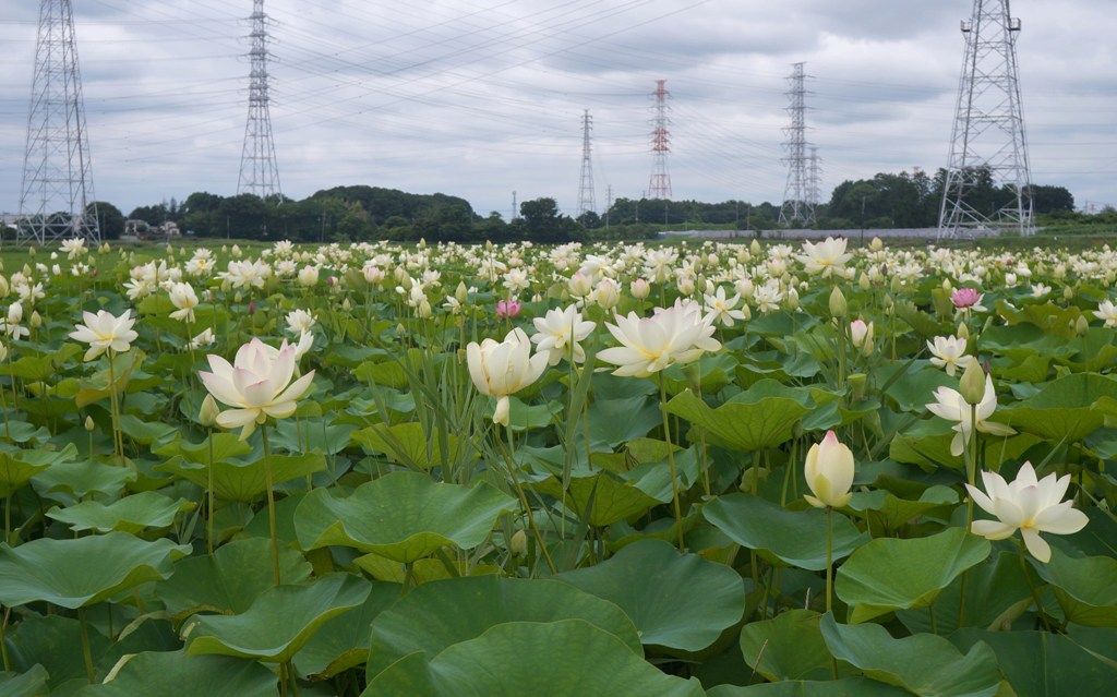 イメージ 10