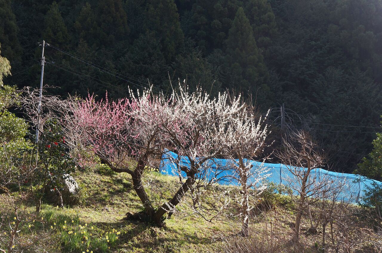 慈光寺川から都幾山 金嶽川沿いの桃源郷へ バテバテ山日記 慈光寺川から都幾山 金嶽川沿いの桃源郷へ バテバテ山日記