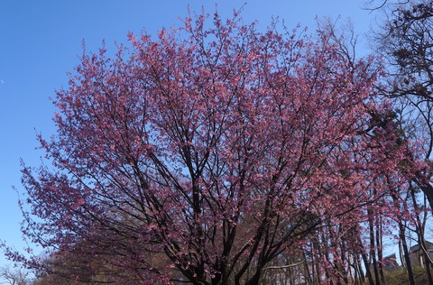 DSC00509