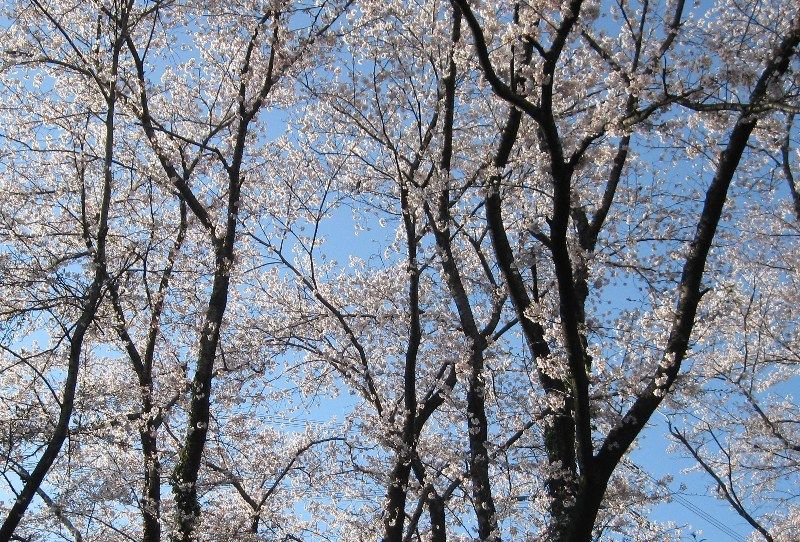イメージ 15