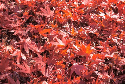 DSC09374小林もみじ園