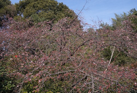 DSC03775