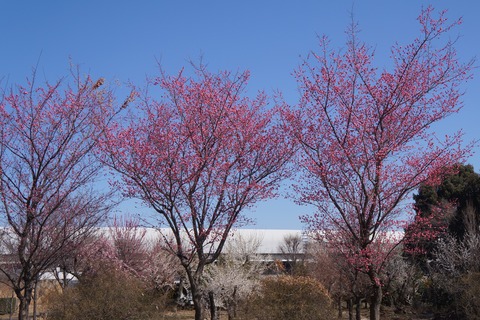 DSC09973