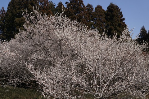 DSC00209