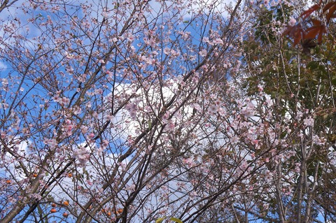 DSC08683二季桜
