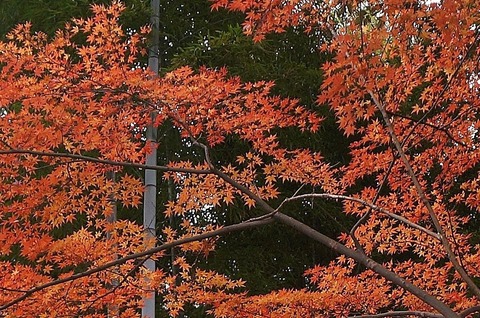DSC05960