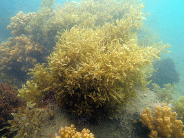 アマモ場の生きもの アイドルボックス | えのすいトリーター日誌 | 新江ノ島水族館