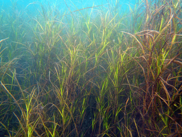 アマモ場の生きもの 鴨川シーワールド【公式】 on X: 