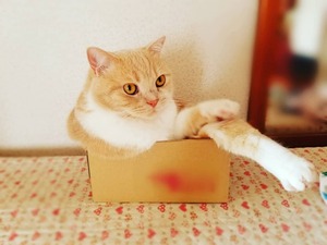 95257660_255043799027385_4967766021957140896_n