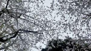 20250406_131827