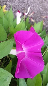20150809_072722