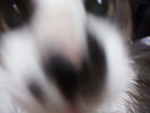 009