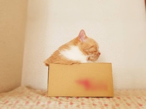 95606799_528069964544963_57759975276128488_n