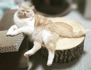 IMG_20200425_195746_614