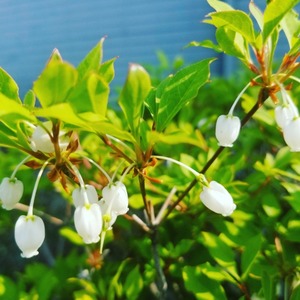 IMG_20200503_110803_739