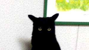 yukityou