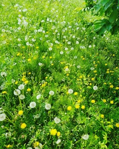 IMG_20200502_075441_281