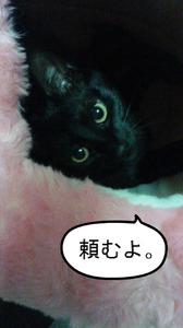 BlogPaint