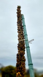 Point Blur_20211025_140129