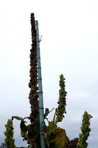 Remini20211013174042278