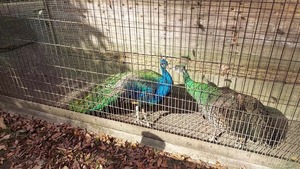 VideoCapture_20260220-091238