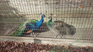 VideoCapture_20260220-091319