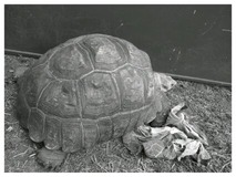 161
