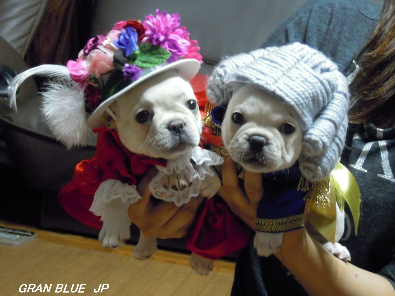 天才 志村どうぶつ園出演情報 イーストジャパン小山犬舎 グランブルー犬舎ブログ 天才 志村どうぶつ園出演情報 イーストジャパン小山犬舎 グランブルー犬舎ブログ