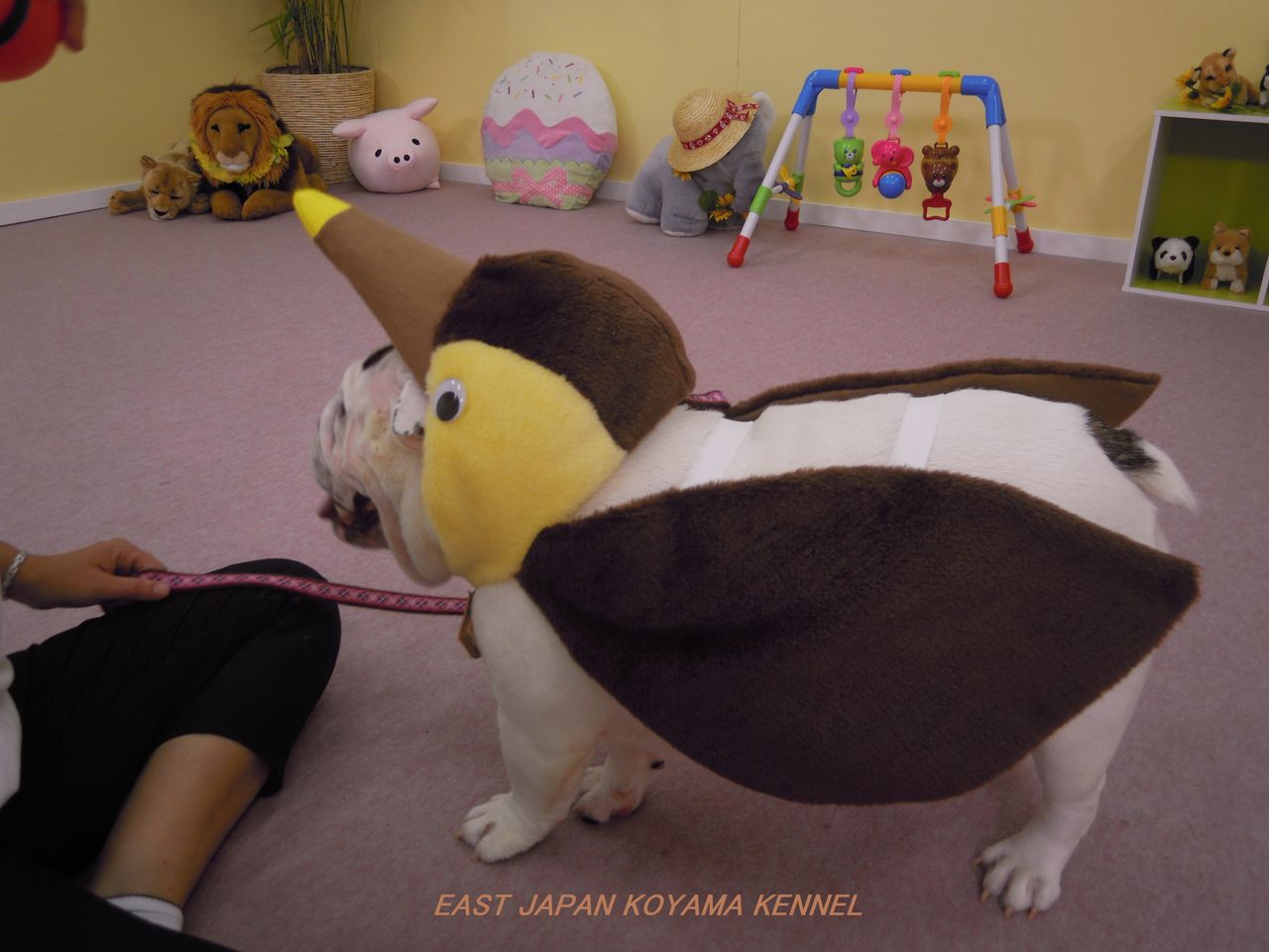 まゆ毛犬まろ 天才 志村どうぶつ園出演情報 イーストジャパン小山犬舎 グランブルー犬舎ブログ まゆ毛犬まろ 天才 志村どうぶつ園出演情報 イーストジャパン小山犬舎 グランブルー犬舎ブログ