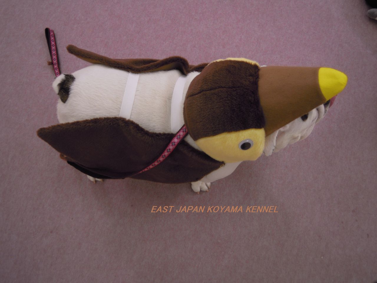 まゆ毛犬まろ 天才 志村どうぶつ園出演情報 イーストジャパン小山犬舎 グランブルー犬舎ブログ まゆ毛犬まろ 天才 志村どうぶつ園出演情報 イーストジャパン小山犬舎 グランブルー犬舎ブログ